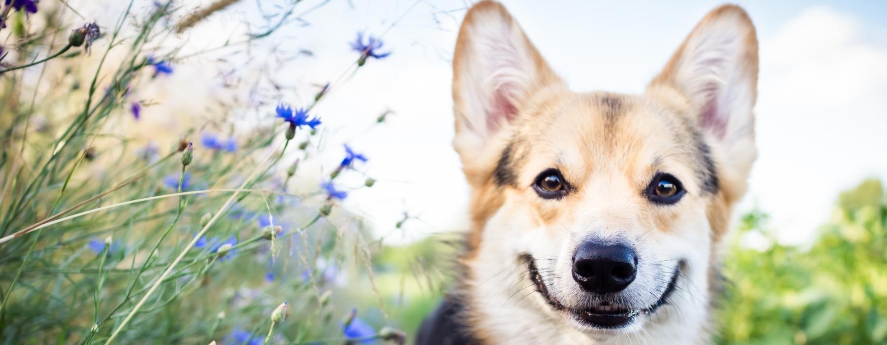 a dog sitting in a field of flowers